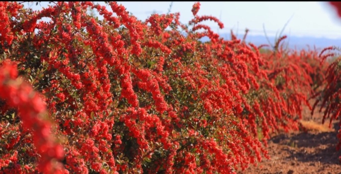 تصویر 4 از زرشک خانواده